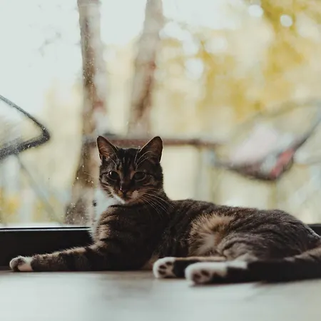 Stylove Stodoły - Ukryte W Brzozach Ciekocino